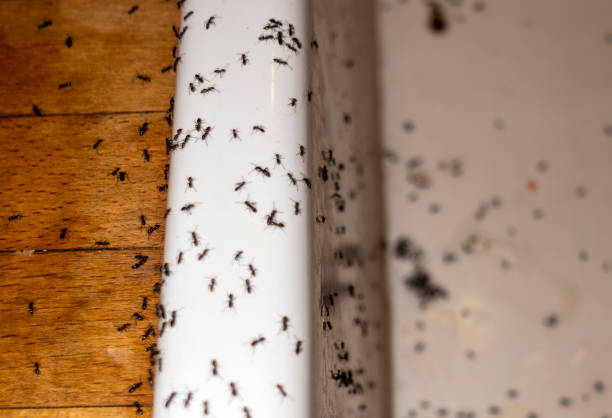 Best Affordable Pest Control Services  in West Livingston, TX